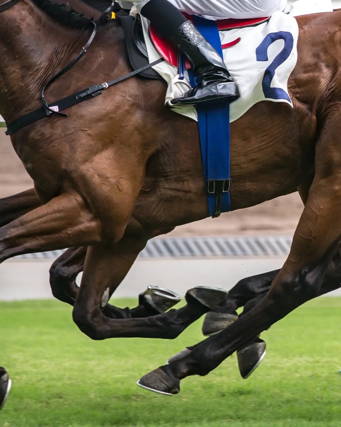 Equine veterinary care