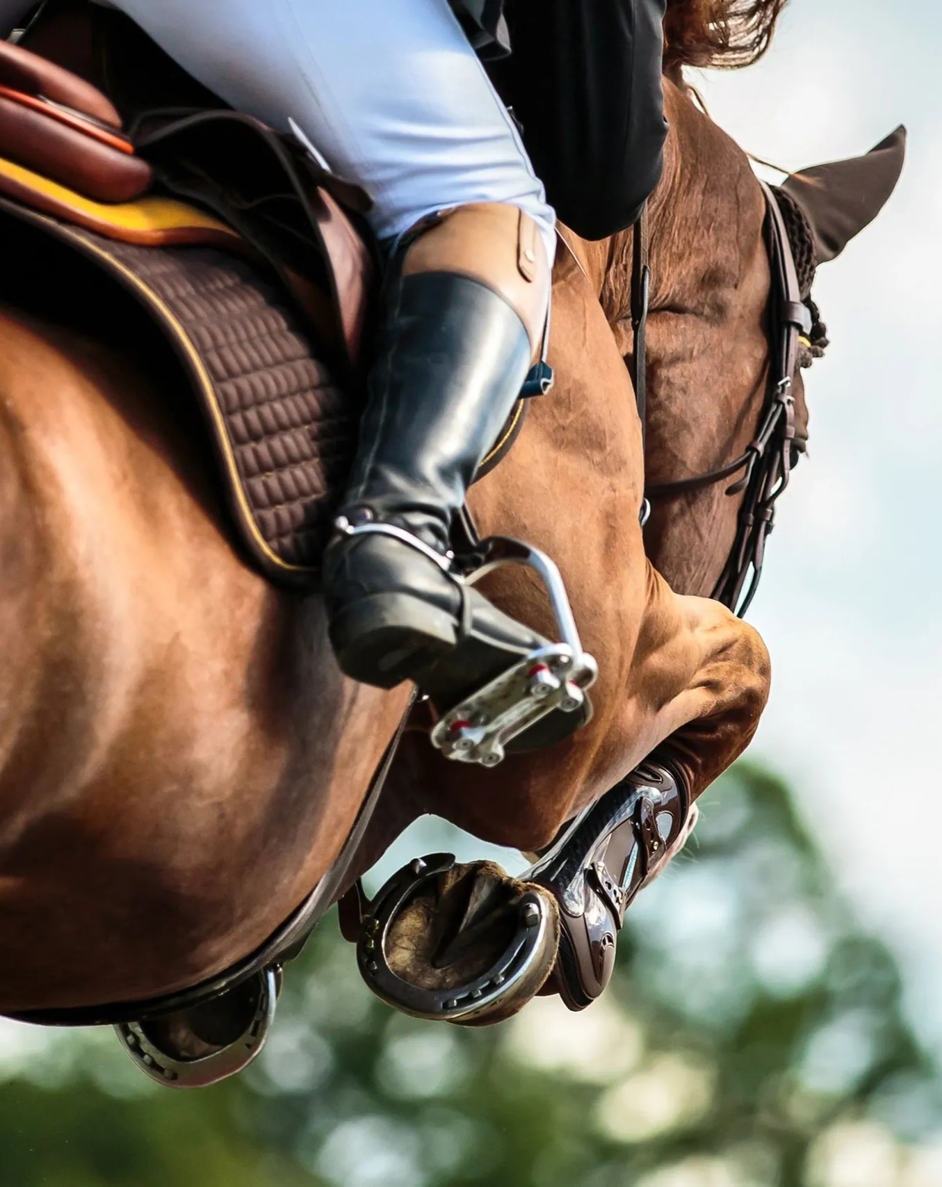 Thoroughbred horses racing